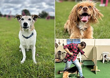 Every Dog Can Dog Training