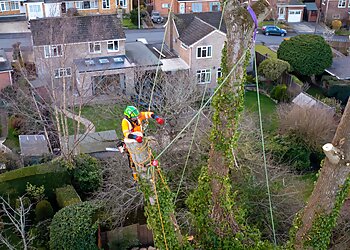 Evolution Tree Surgery & Ground Care Ltd