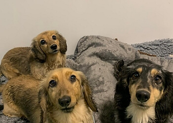 Ewloe Boarding Kennels & Cattery