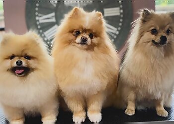 Fairy Tails Dog Grooming