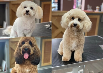 Fairy Tails Dog Grooming
