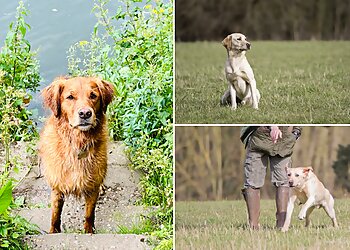 Fallowfen Training Kennels