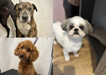 FangFace Pet Grooming Salon