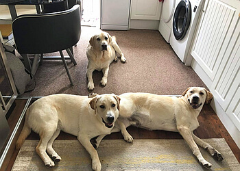 Fawn Dog 121 Dog Training