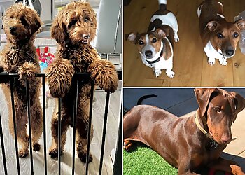 Fawn Dog 121 Dog Training