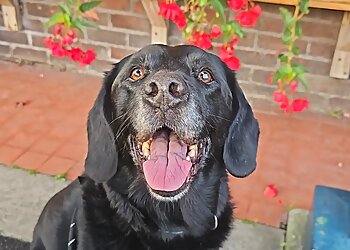 Fe's FuRnomenal Pet Services