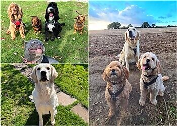 Fetch Dog Walking & Training Ltd