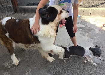 Fforest Boarding Kennels & Cattery