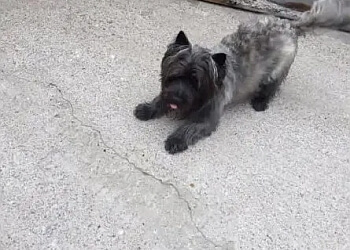 Fforest Boarding Kennels & Cattery