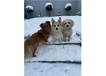 Fido and Friends Home Daycare & Boarding