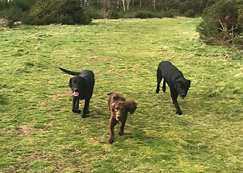 FieldLines Dog Training