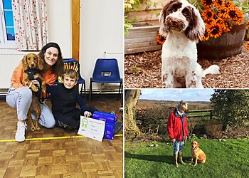 FieldLines Dog Training