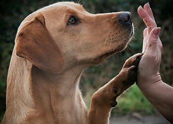 Fiona Williams Paws for Thought Canine Trainer and Behaviourist