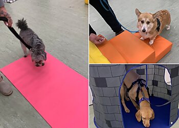 Fiona Williams Paws for Thought Canine Trainer and Behaviourist