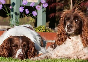 Flintshire dog trainers Fiona Williams Paws for Thought Canine Trainer and Behaviourist image 1