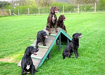 Follow My Lead 1-2-1 Dog Training