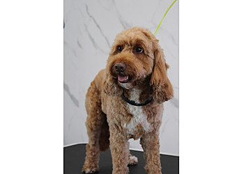 For The Love Of Dog Poole For The Love Of Dog Poole