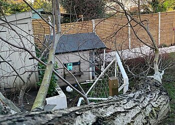 Forest Rose Tree Surgery