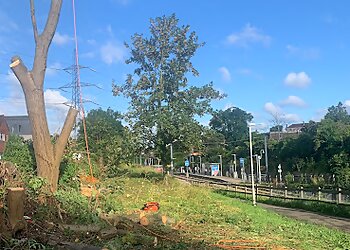 Forest Rose Tree Surgery