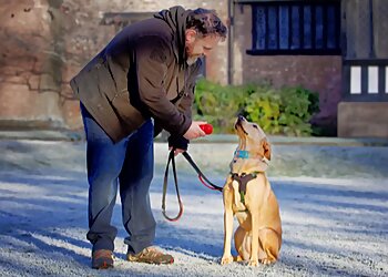 Forever Home Dog Training