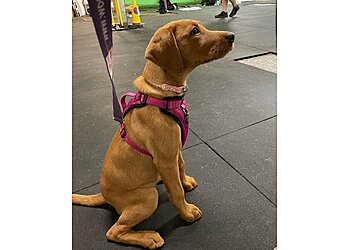 Forever Home Dog Training