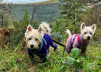 For the Love of Dog Walking & Training