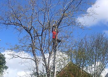 Four Seasons Tree Surgery