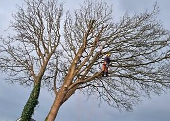 Four Seasons Tree Surgery