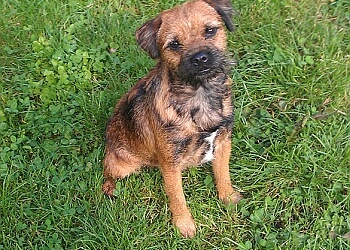 Fox Covert Boarding Kennels and Cattery