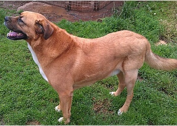 Fox Covert Boarding Kennels and Cattery
