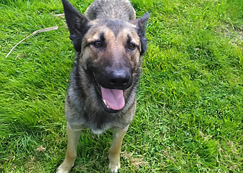 Foxholes Animal Hotel