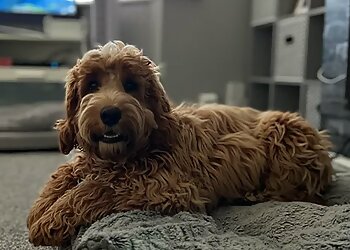 Frankie’s Wag ‘N’ Walk