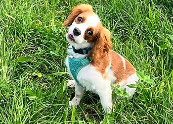 Friends for Pets Cardiff