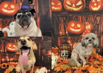 Fur Babies Dog Grooming