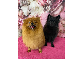 Furfection Dog Grooming