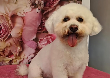 Furfection Dog Grooming Furfection Dog Grooming