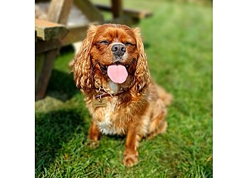 Furry Friends Pet Care