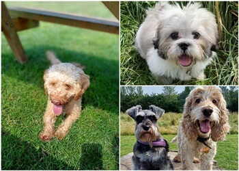 Furry Friends Pet Care