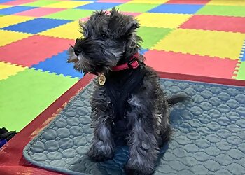 FurryTails Dog Training and Behaviour