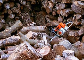 Gabriel Conolly Tree Surgery