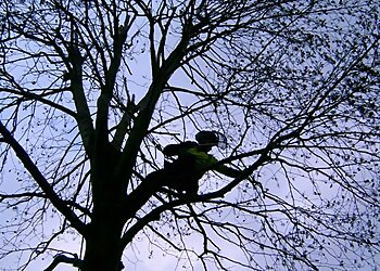 Gabriel Conolly Tree Surgery