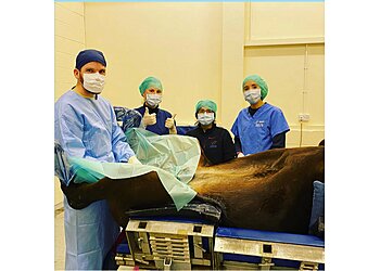 Galley Hill Equine Surgery