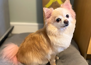 Garsington Grooming Co