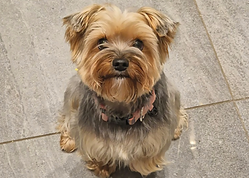  Garsington Grooming Co