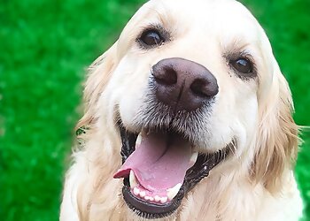 Gentian Hill Pet Hotel