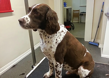 Glamourpets at Rose Cottage Grooming