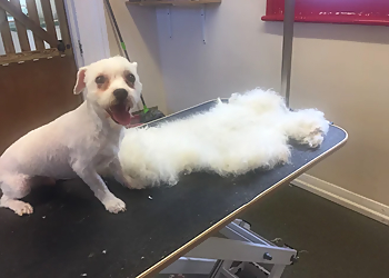 Glamourpets at Rose Cottage Grooming