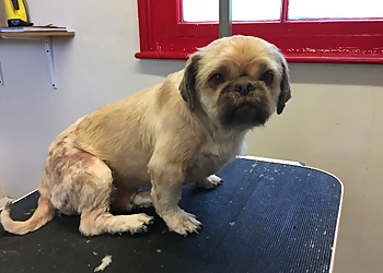  Glamourpets at Rose Cottage Grooming