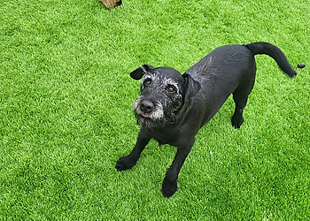 Glenbrittle Kennels and Cattery