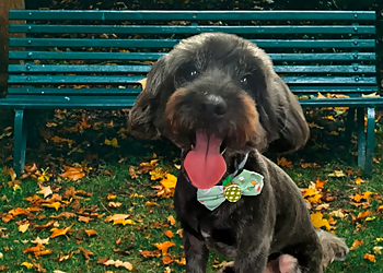 Glory Dogs Grooming & Petcare